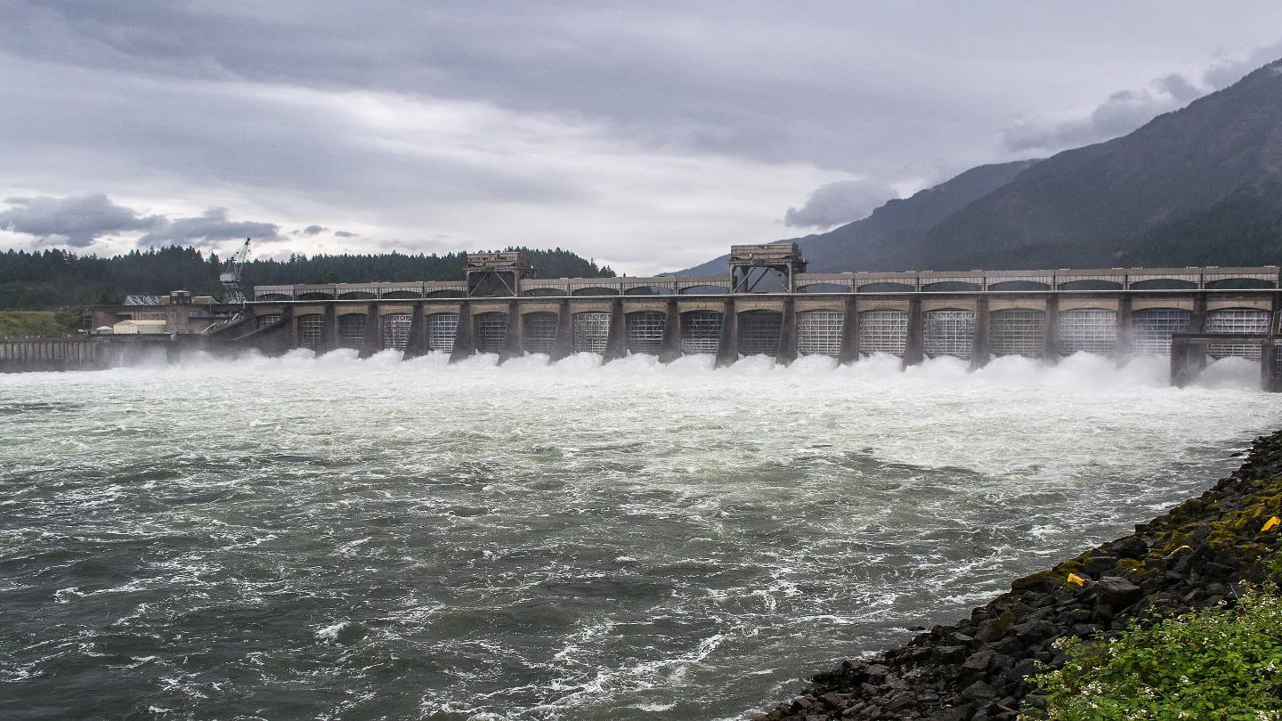 Salmon count at Bonneville reaches 20year high International Water Power